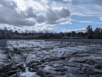 close-up photo of a white-colored strawberry with red seeds and several strawberry buds